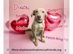 Labrador Retriever Mix DOG FOR ADOPTION RGADN-1218568 - Dixon - Labrador