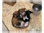 Boxer-German Shepherd Dog Mix DOG FOR ADOPTION RGADN-1218572 - Maggie Pup Boys -