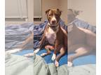 American Pit Bull Terrier Mix DOG FOR ADOPTION RGADN-1218573 - ARTEMIS #2 -