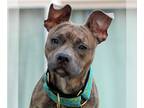 American Staffordshire Terrier-Pug Mix DOG FOR ADOPTION RGADN-1218576 - Cashew -
