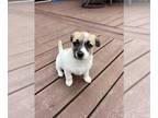 Beagle Mix DOG FOR ADOPTION RGADN-1218579 - Viola - Hound / Beagle / Mixed