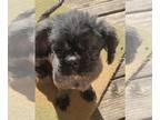 Shih Tzu DOG FOR ADOPTION RGADN-1218585 - Erin - Shih Tzu (long coat) Dog For