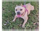 Staffordshire Bull Terrier Mix DOG FOR ADOPTION RGADN-1218603 - REMI -