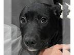 Shepradors DOG FOR ADOPTION RGADN-1218612 - Poppy - Labrador Retriever / German