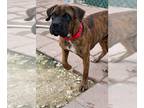 Boxer DOG FOR ADOPTION RGADN-1218613 - Brutus - Boxer Dog For Adoption