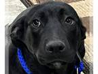 Shepradors DOG FOR ADOPTION RGADN-1218614 - Shadow - Labrador Retriever / German