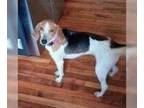 Treeing Walker Coonhound DOG FOR ADOPTION RGADN-1218615 - Molly - Treeing Walker