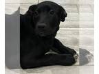 Shepradors DOG FOR ADOPTION RGADN-1218617 - Flash - Labrador Retriever / German