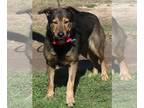 Collie-German Shepherd Dog Mix DOG FOR ADOPTION RGADN-1218637 - Riley - German