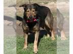 Collie-German Shepherd Dog Mix DOG FOR ADOPTION RGADN-1218638 - Riley - German