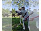 Labrador Retriever-Saint Bernard Mix DOG FOR ADOPTION RGADN-1218658 - Patches -