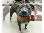 American Pit Bull Terrier DOG FOR ADOPTION RGADN-1218659 - Nala - American Pit