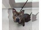 American Staffordshire Terrier DOG FOR ADOPTION RGADN-1218661 - Dove - American