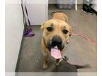 American Pit Bull Terrier Mix DOG FOR ADOPTION RGADN-1218662 - MUPPET - Pit Bull