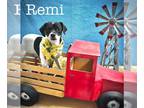 Rat Terrier Mix DOG FOR ADOPTION RGADN-1218666 - Remi - Rat Terrier / Smooth Fox