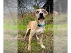 Catahoula Leopard Dog Mix DOG FOR ADOPTION RGADN-1218679 - Beauregard -