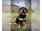 Basset Hound-Rottweiler Mix DOG FOR ADOPTION RGADN-1218680 - Lacey - Rottweiler