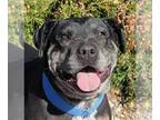 American Staffordshire Terrier DOG FOR ADOPTION RGADN-1218687 - Absolutely