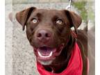 Mix DOG FOR ADOPTION RGADN-1218692 - Nova - Chocolate Labrador Retriever /