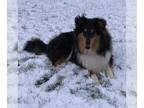 Collie DOG FOR ADOPTION RGADN-1218703 - Marlee (deaf) adoption pending - Collie