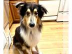 Collie DOG FOR ADOPTION RGADN-1218705 - Lance (medical needs) - Collie (medium