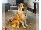 Collie-Great Pyrenees Mix DOG FOR ADOPTION RGADN-1218707 - Lulu - Collie / Great