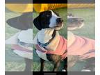 Great Dane DOG FOR ADOPTION RGADN-1218708 - Athena - Great Dane (short coat) Dog