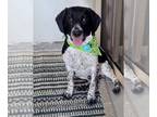 Beagle Mix DOG FOR ADOPTION RGADN-1218711 - Dash. (CL) - Beagle / Mixed Dog For
