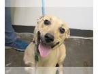 Black Mouth Cur Mix DOG FOR ADOPTION RGADN-1218714 - Myles - Black Mouth Cur /