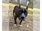 American Staffordshire Terrier Mix DOG FOR ADOPTION RGADN-1218720 - Jax -