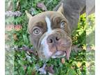 Staffordshire Bull Terrier Mix DOG FOR ADOPTION RGADN-1218723 - Dealy Doe Eyes -