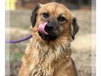 Retriever Mix DOG FOR ADOPTION RGADN-1218745 - Sally LOWER FEE!!