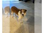 Border Collie Mix DOG FOR ADOPTION RGADN-1218749 - Nahla - Border Collie / Mixed