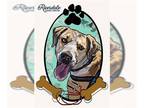 Anatolian Shepherd DOG FOR ADOPTION RGADN-1218750 - *HAM - Anatolian Shepherd