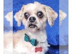 Shih Tzu Mix DOG FOR ADOPTION RGADN-1218758 - Chief Tzu - Shih Tzu / Mixed (long