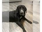 Labrador Retriever Mix DOG FOR ADOPTION RGADN-1218759 - Binny - Labrador