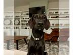 Doberman Pinscher Mix DOG FOR ADOPTION RGADN-1218760 - Jolly - Doberman Pinscher