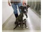 American Pit Bull Terrier Mix DOG FOR ADOPTION RGADN-1218769 - MAX - Pit Bull
