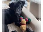 Great Dane-Labrador Retriever Mix DOG FOR ADOPTION RGADN-1218781 - Rico -