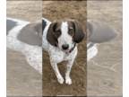 Pointer-Spaniel Mix DOG FOR ADOPTION RGADN-1218782 - Goldie - Spaniel / Pointer