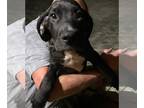Great Dane DOG FOR ADOPTION RGADN-1218783 - Halo - Great Dane Dog For Adoption
