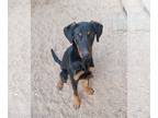 Doberman Pinscher DOG FOR ADOPTION RGADN-1218797 - Gabrielle - Doberman Pinscher