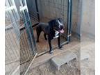 American Staffordshire Terrier DOG FOR ADOPTION RGADN-1218801 - Naruto -