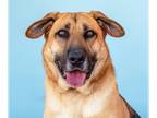 Mastiff DOG FOR ADOPTION RGADN-1218807 - LOBO - Mastiff / German Shepherd Dog