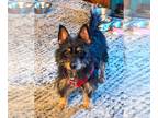 Australian Terrier Mix DOG FOR ADOPTION RGADN-1218828 - PAXTON - Australian