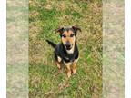 Shepradors DOG FOR ADOPTION RGADN-1218847 - REMI - Labrador Retriever / German