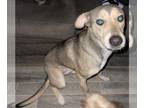 Mix DOG FOR ADOPTION RGADN-1218848 - SALLY - Husky (medium coat) Dog For