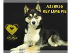 Alaskan Malamute-Keeshond Mix DOG FOR ADOPTION RGADN-1218850 - KEY LIME PIE -