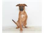 Shepradors DOG FOR ADOPTION RGADN-1218851 - THEO - German Shepherd Dog /