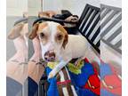 Basset Hound Mix DOG FOR ADOPTION RGADN-1218852 - Nibs - Hound / Basset Hound /